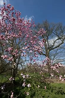 Flowers Gallery: Magnolia campbellii