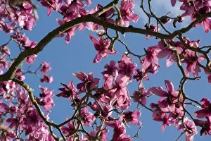 Blue Sky Gallery: Magnolia campbellii