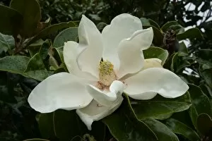 Plants and Fungi Gallery: Magnolia grandiflora