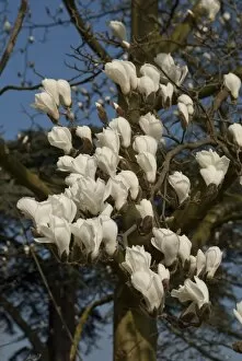 Close-ups Gallery: Magnolia heptapeta