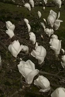 Fragrant Gallery: Magnolia heptapeta
