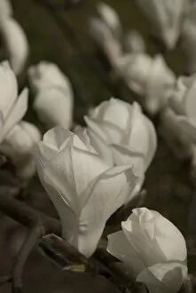 Close-ups Collection: Magnolia heptapeta