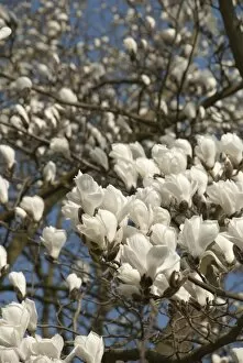 Close-ups Collection: Magnolia heptapeta