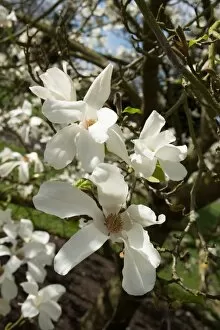 Magnoliaceae Collection: Magnolia kobus