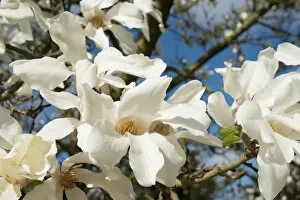 Magnoliaceae Collection: Magnolia kobus