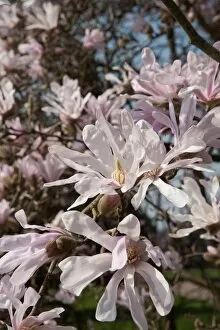 The Gardens Collection: Magnolia x loebneri
