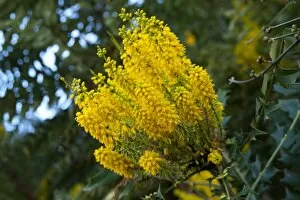 Yellow Flower Gallery: Mahonia lomariifolia