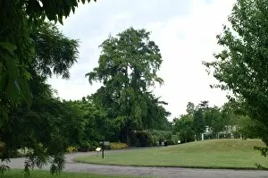 Ginkgo Biloba Collection: Maidenhair tree
