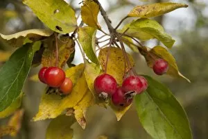 Autumn Colour Gallery: Malus hupehensis