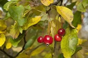 Images Dated 1st November 2010: Malus hupehensis