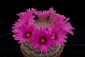 Cacti Collection: Mammillana gnelzomana