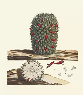Botanical Gallery: Mammillaria mammillaris, 1697-1701