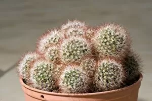 Images Dated 4th March 2011: Mammillaria marcosii