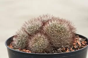 Images Dated 2nd March 2011: Mammillaria mathildae