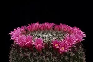 Cacti Flower Gallery: Mammillaria mystax