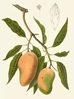 Botanical Illustration Gallery: Mangifera indica, 1863