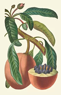 Edible Plants Gallery: Manilkara zapota, 1816ÔÇô27