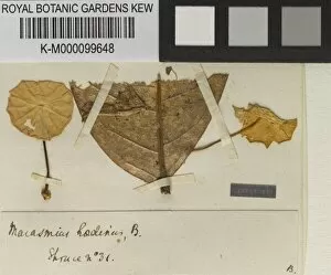 Specimen Sheet Gallery: Marasmius haedinus Berk
