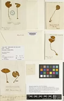 Specimen Sheet Gallery: Marasmius leoninus Berk