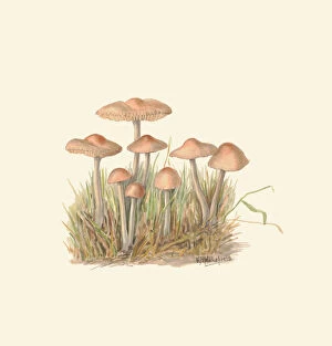 Fungus Gallery: Marasmius oreades, c.1915ÔÇô45