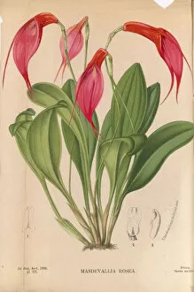 Vibrant Collection: Masdevallia hybrids, 1882