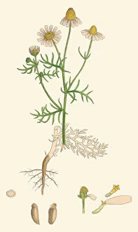 James Sowerby Collection: Matricaria chamomilla, 1866