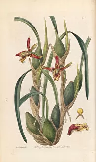 Botanical Gallery: Maxillaria tenuifolia, 1839
