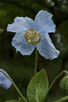 Blue Flower Gallery: Meconopsis