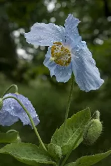 Images Dated 3rd June 2008: Meconopsis