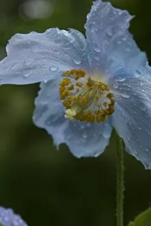 Images Dated 3rd June 2008: Meconopsis