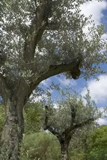 Trees in the landscape Collection: Mediterannean garden