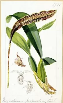 Botanical Art Gallery: Megaclinium purpuratum Lindl