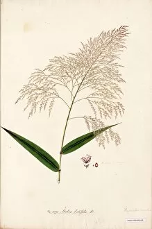 Watercolour On Paper Collection: Melica latifolia, R