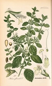Watercolor Gallery: Melissa officinalis, lemon balm