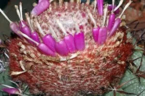 Plants and Fungi Collection: Melocactus cf. zehntneri