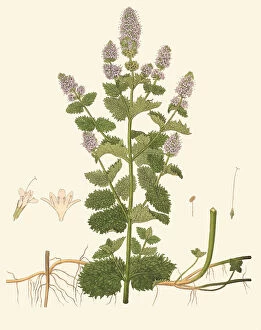 Edible Collection: Mentha spicata, 1830
