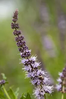 Flowers Collection: Mentha spicata