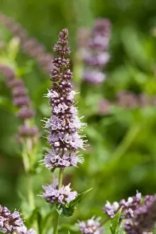 Plants and Fungi Gallery: Mentha spicata (spearmint)