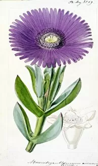 Botanical Art Gallery: Mesembryanthemum acinaciforme L. (Scimitar-leaved Fig-Marigold)