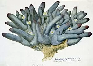 Plant Structure Gallery: Mesembryanthemum digitatum, 1772-1793