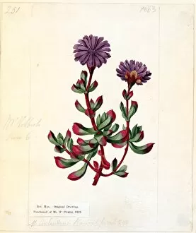 Botanical Drawing Gallery: Mesembryanthemum inclaudens, 1814