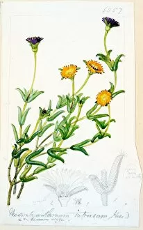 Botanical Art Collection: Mesembryanthemum introrsum, Haworth