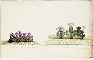 Flower Gallery: Mesembryanthemum simplex, 1793