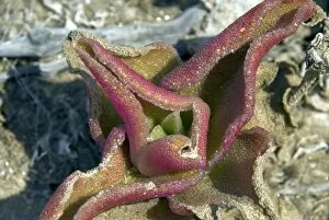 Arid Gallery: Mesembryanthemum sp