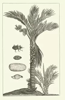 Lithograph Collection: Metroxylon sagu, 1750