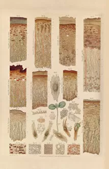 Howard Collection: Microscopical observations of cinchona bark and seedlings, 1862