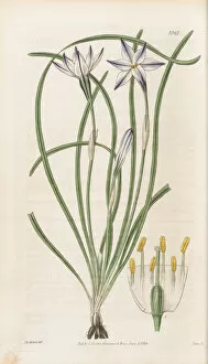 Hand Coloured Gallery: Milla uniflora, 1834