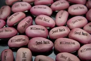 Seed Collection: Millennium Seed Bank Partnership Seeds