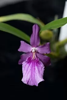 Orchidaceae Collection: Miltonia spectabilis