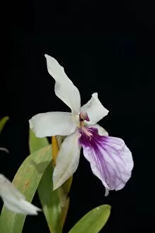 Plants and Fungi Collection: Miltonia spectabilis Lindley
